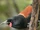 North Island Saddleback