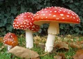 2006-10-25 Amanita muscaria crop