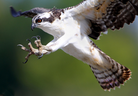 Juvenile Osprey