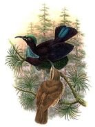 Ptiloris victoriae by Bowdler Sharpe