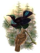 Victoria's Riflebird, Ptiloris victoriae