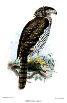 Madagascan Serpenteagle