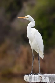 , Ardea modesta