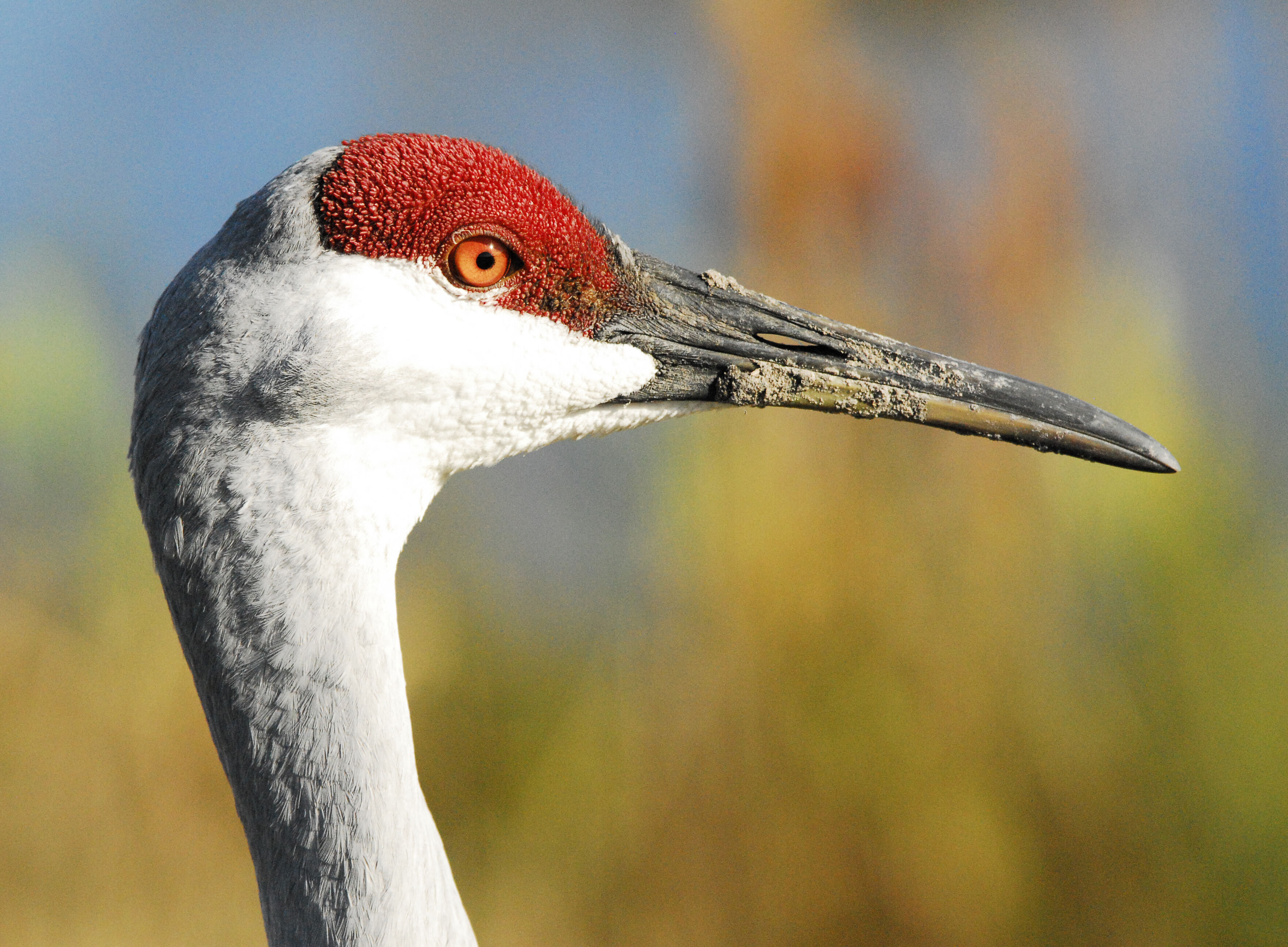 130 Karr r r o o Speaking of Sandhill Cranes 