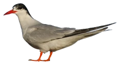 South American Tern