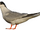 South American Tern.png