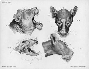 Lion anatomy head