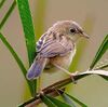 Cisticola exilis