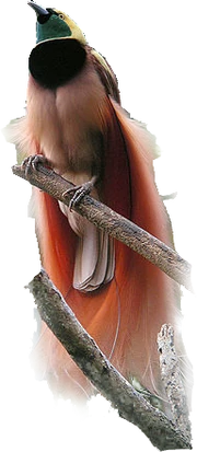 Bird faces up with green face, black breast and pink lower body. Elaborate long feathers on the wings and tail.