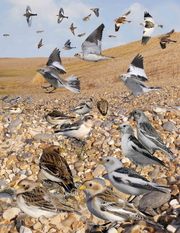 Snow Bunting