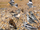 Snow Bunting