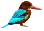 White-throated Kingfisher2