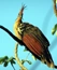 Hoatzin