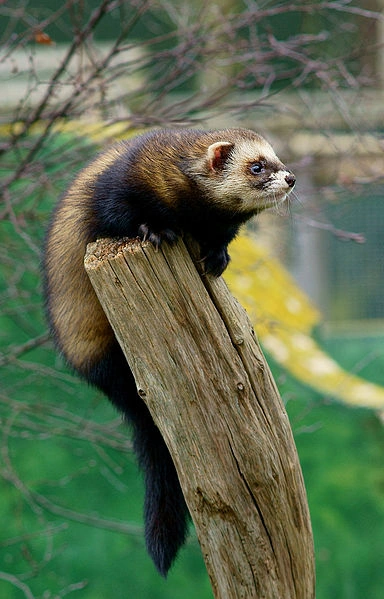 European Polecat | All Birds Wiki | Fandom