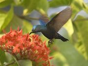 Purple sunbird