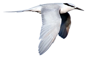 Black-naped Tern