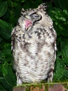 SpottedEagleOwl2483MGYawn