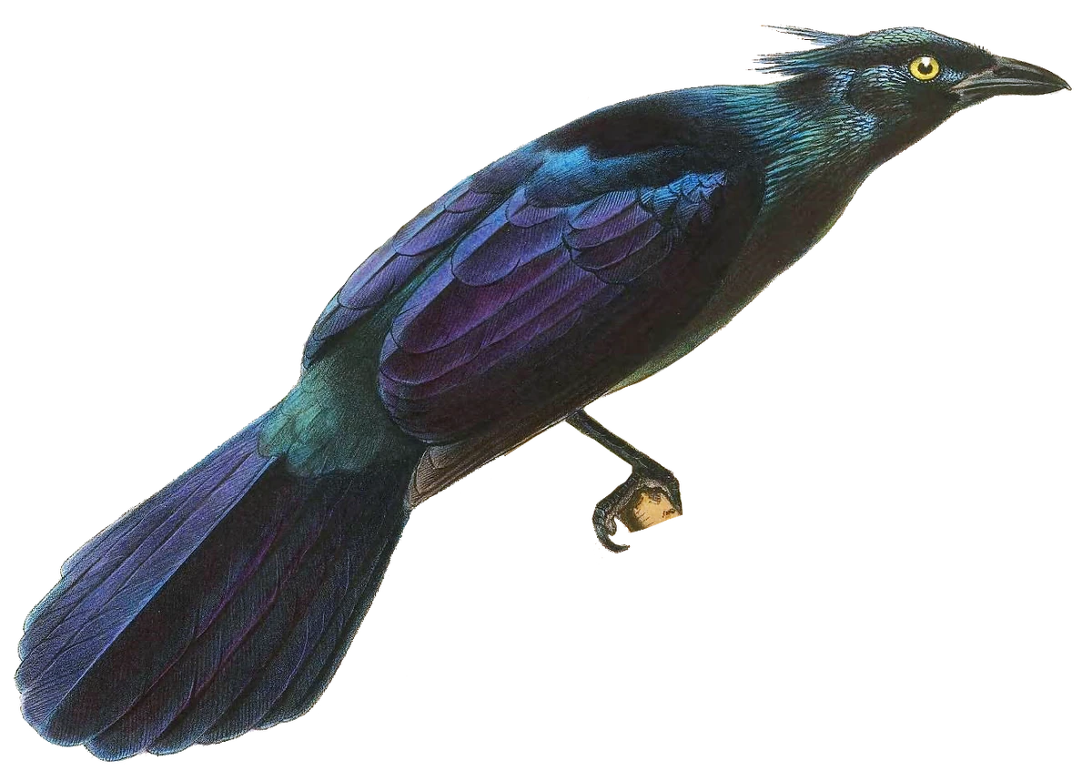 Trumpet Manucode All Birds Wiki Fandom