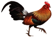 Red Junglefowl