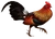 Red Junglefowl