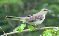 Northern Mockingbird