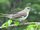 Northern Mockingbird