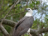 White-bellied Sea-Eagle