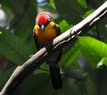 Capito aurovirens-cropped