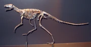 Skeleton of Marasuchus lilloensis, a dinosaur-like 