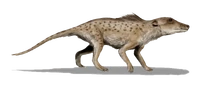 Pakicetus inachus