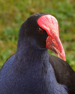 Pūkeko