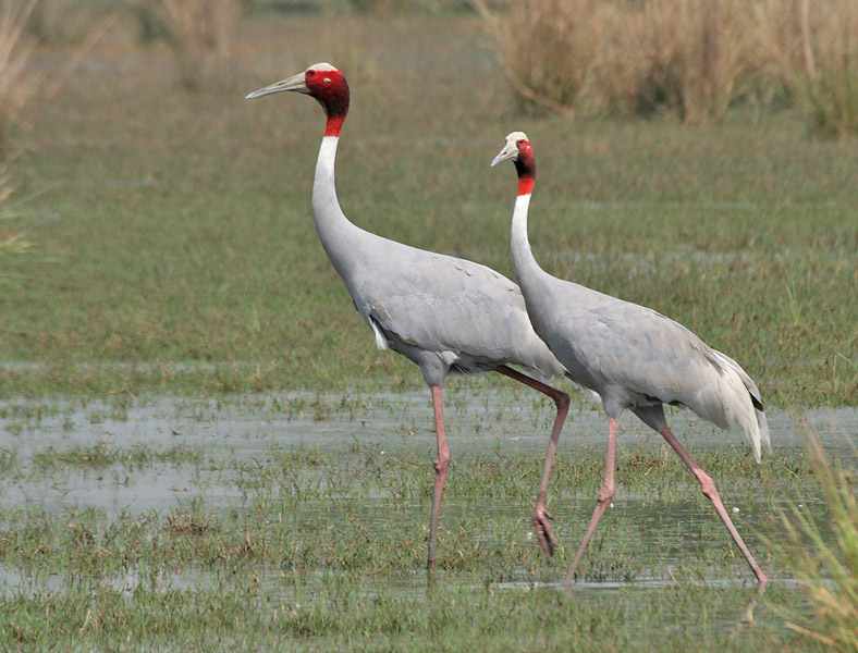 Sarus crane - Wikipedia