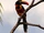 Fiery-billed Aracari