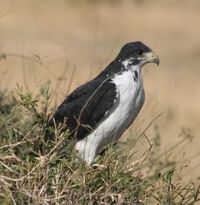 File:African fish eagle (Haliaeetus vocifer) Ethiopia.jpg - Wikipedia