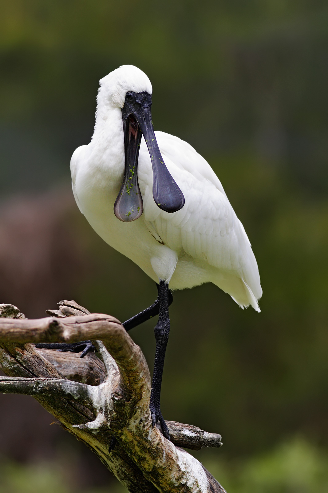 types of spoonbill bird