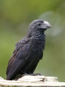 Grove-billed Ani