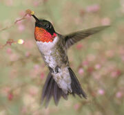 Ruby-throated-hummingbird