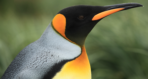 A King Penguin showing its orange auricular patch.