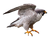Peregrine Falcon