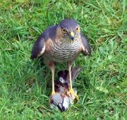 Accipiter nisus with Passer domesticus