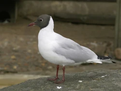 A picture taken in Belgium showing the summer plumage