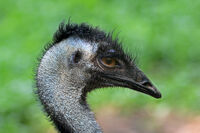 Emu portrait