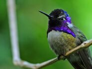 Costa's Hummingbird