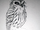 Archbold's Owlet-nightjar