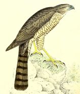 Frances's Goshawk Accipiter francesiae