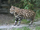 Black-footed Cat