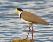 Vanellus miles novaehollandiae