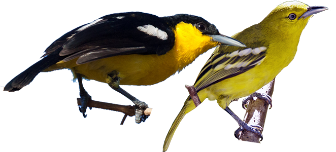 Common Iora All Birds Wiki Fandom