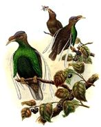 Semioptera wallacei by Bowdler Sharpe