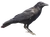 Carrion Crow